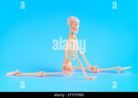 Dynamische Seitenansicht eines menschlichen Skeletts in einer dehnbaren Haltung vor hellblauem Hintergrund, ideal für Bildungszwecke in Anatomie und Fitness. Stockfoto