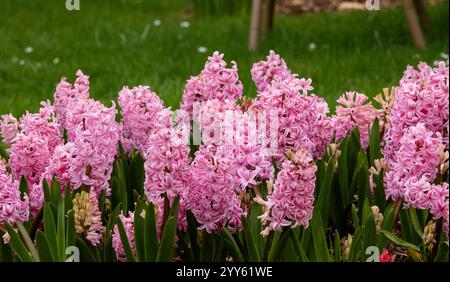 Rosafarbene Hyazinthen blühen im Frühling im Garten. Stockfoto