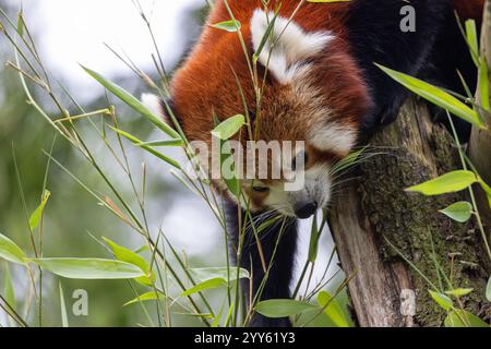 Westlicher roter Panda (Ailurus fulgens fulgens), auch bekannt als der roter nepalesische Panda Stockfoto