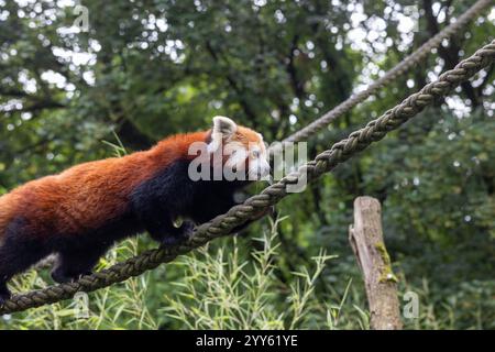 Westlicher roter Panda (Ailurus fulgens fulgens), auch bekannt als der roter nepalesische Panda Stockfoto