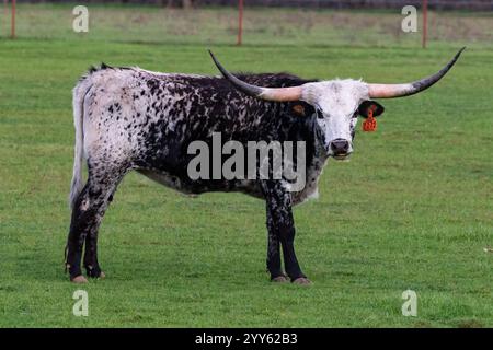 Nahaufnahme, Texas Longhorn mit schwarz-weiß meliertem Mantel, auf grüner Weide stehend. Kamera mit Blick auf die Kamera. Henrietta, Texas. Stockfoto