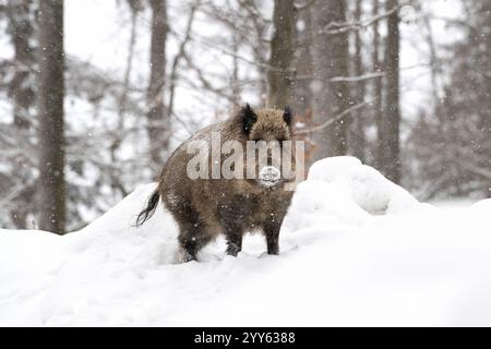 Wildschweine, Schwarzwild Wildschweine Schwarzwild im Tiefschnee *** Wildschwein, Wildschwein Wildschwein Wildschwein im Tiefschnee Stockfoto