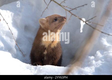 Baummarder Baummarder Baummarder im Tiefschnee *** Kiefernmarder Kiefernmarder im Tiefschnee Stockfoto