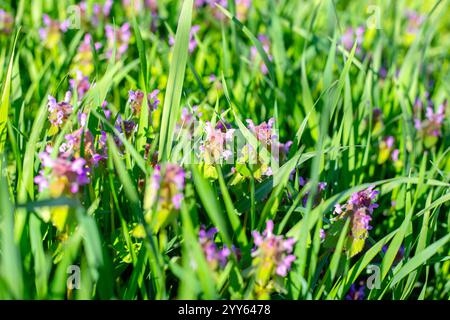 Fliederwolfnessel blüht im Gras an einem sonnigen Frühlingstag. Stockfoto