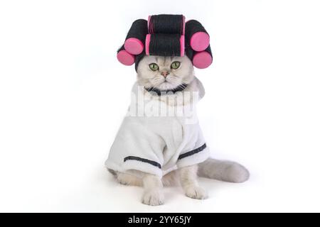 Katze mit rosa Lockenwicklern in weißem Bademantel auf weißem Hintergrund Stockfoto