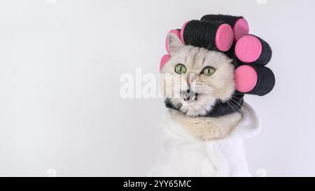 Weiße Katze in Lockenwicklern und Bademantel sah überrascht aus Stockfoto