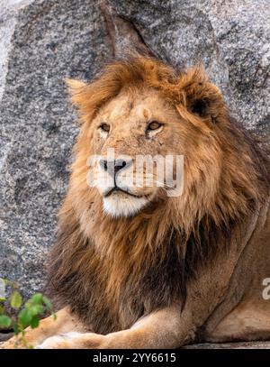 Herrlicher Löwe (Panthera leo) in einer felsigen Landschaft. Das Foto wurde in der Serengeti in Tansania aufgenommen. Stockfoto