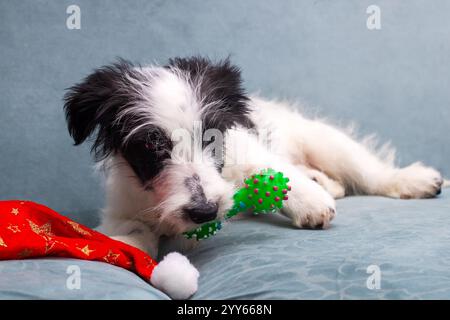 Ein niedlicher schwarz-weißer Welpe, der glücklich auf einem bunten Spielzeug kaut, das neben einem festlichen Weihnachtsmann-Hut in der Nähe platziert wird Stockfoto