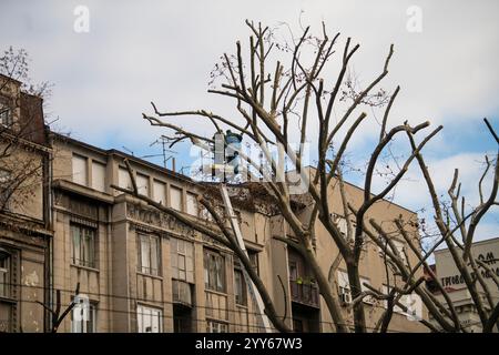 Arbeiter mit Motorsäge in der Höhe, die Äste schneidet. Baumchirurg beim Anheben des Eimers mit Säge zum Abschneiden von Ästen. Arborist entfernt Baumzweige im Baum. Stockfoto