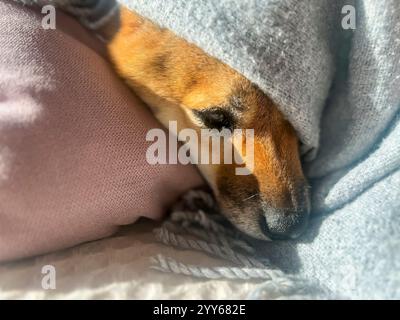 Nachdenklicher Shiba Inu mit einem traurigen Ausdruck, Kopf unter einer Decke. Die Stimmung ist nachdenklich und besinnlich. Hochwertige Nahaufnahmen. Kopierbereich verfügbar. Stockfoto