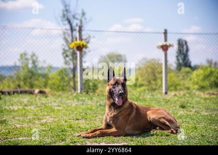 Wunderschöner belgischer Malinois-Hund der Polizei auf Training und Training posiert für Foto Stockfoto