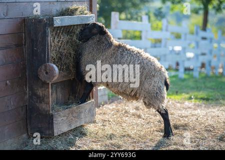 Nahaufnahme eines Schafes, das auf zwei Gängen steht und Heu auf dem Bauernhof isst. Schafe, die von einem Heuhaufen auf dem alten Landstand fressen. Stockfoto