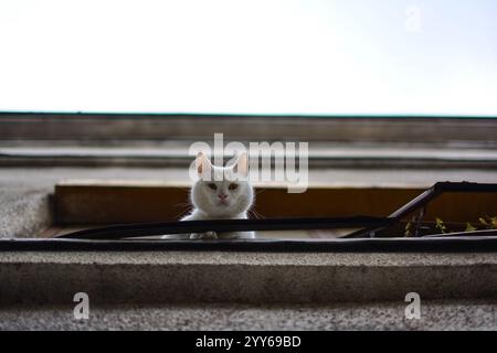 Weiße Katze am Hausfenster, die Geschehnisse auf der Straße beobachtet Stockfoto