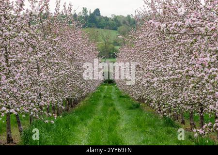 Apfelblüte in einer modernen Apfelplantage Stockfoto