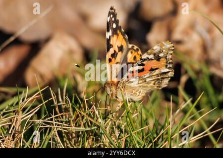 Vanessa-cardui-Schmetterling auf Gras im Alcoy-Präventivkrankenhaus, Spanien Stockfoto