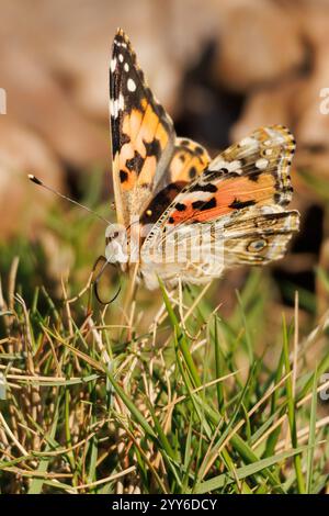 Vanessa-cardui-Schmetterling auf Gras im Alcoy-Präventivkrankenhaus, Spanien Stockfoto