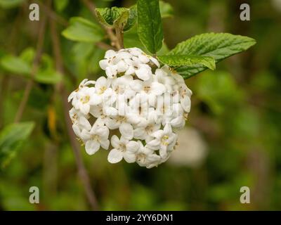 Weiße Blüten von Viburnumarra burkwoodii Park Farm Hybrid, gemeinhin als Arrowwood bezeichnet, wachsen in einem britischen Garten. Stockfoto