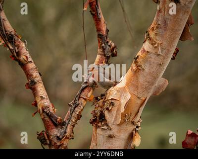 Robin hockte auf dem Zweig eines Betula nigra-Baumes mit seiner dekorativen Schälrinde, die in einem britischen Garten wächst. Stockfoto
