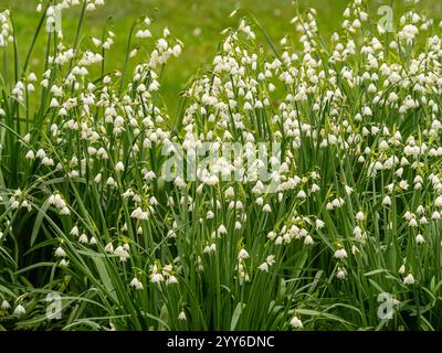 Leucojum aestivum Gravetye Giant, gemeinhin Loddon Lily oder Summer Snowflakes genannt, die in einem britischen Garten wachsen. Stockfoto