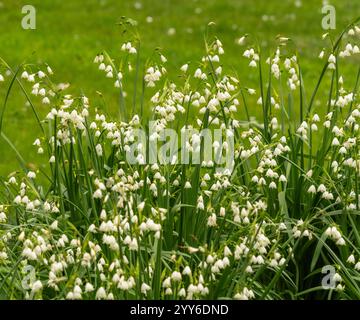 Leucojum aestivum Gravetye Giant, gemeinhin Loddon Lily oder Summer Snowflakes genannt, die in einem britischen Garten wachsen. Stockfoto