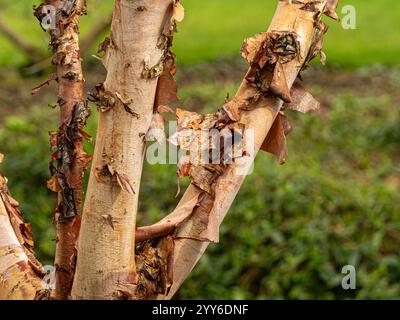 Nahaufnahme der abblätternden Rinde eines Betula nigra Baumes, der in einem britischen Garten wächst. Stockfoto