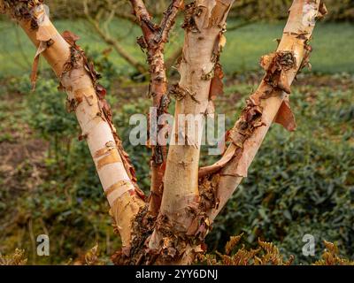 Nahaufnahme der abblätternden Rinde eines Betula nigra Baumes, der in einem britischen Garten wächst. Stockfoto