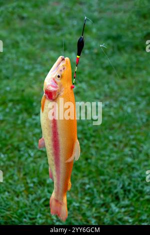 Goldene Forelle auf einem Fischerhaken, vertikales Foto Stockfoto