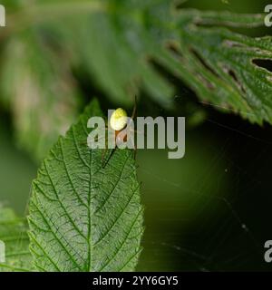 Eine kleine gurkengrüne Spinne sitzt in ihrem Spinnennetz auf einem Blatt. Stockfoto