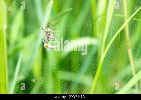 Aaraneus diadematus mit einem toten Fliegeninsekt im Spinnennetz, europäische Gartenspinne, Kreuzweber, Diademspinne, Orang, Cross spi Stockfoto