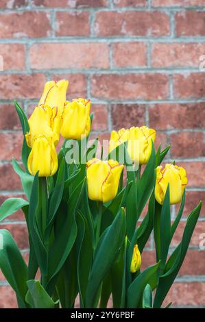 Gruppe von Tulipa Kapstadt. Eine einzelne Tulpe mit gelben und roten Kanten, die zur Triumph Division 3 Gruppe von Tulpen gehört Stockfoto