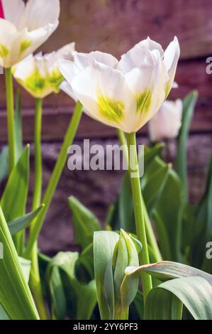 Nahaufnahme einer Gruppe Tulipa Spring Green. Eine einzelne, im Spätfrühling blühende grüne und elfenbeinfarbene Tulpe, die zur Gruppe der viridiflora Division 8 gehört Stockfoto
