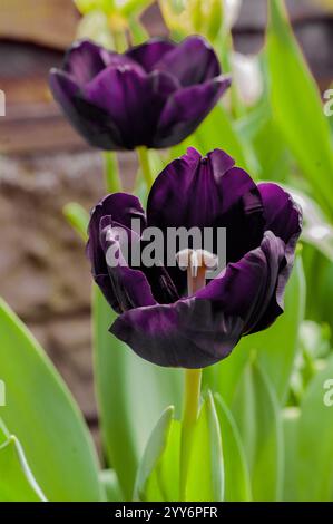 Nahaufnahme der einzelnen Tulipa Paul Scherer. Eine einzelne Tulpe aus dem mittleren Frühling, die schwarz/tiefbraun blüht, gehört zur Triumph Division 3 Gruppe von Tulpen Stockfoto