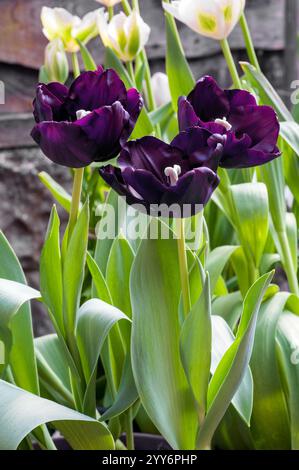 Nahaufnahme der einzelnen Tulipa Paul Scherer. Eine einzelne Tulpe aus dem mittleren Frühling, die schwarz/tiefbraun blüht, gehört zur Triumph Division 3 Gruppe von Tulpen Stockfoto