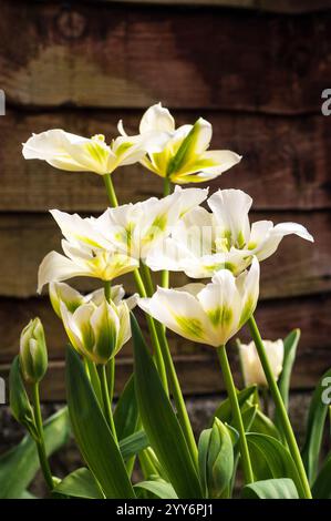 Nahaufnahme einer Gruppe Tulipa Spring Green. Eine einzelne, im Spätfrühling blühende grüne und elfenbeinfarbene Tulpe, die zur Gruppe der viridiflora Division 8 gehört Stockfoto