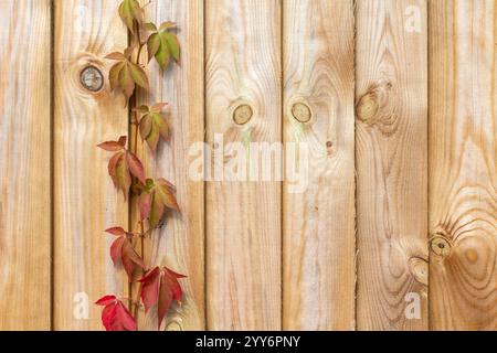 Ein einzelner Strang eines Virginia-Kriechers (Parthenocissus quinquefolia), der in einem neuen Holzzaun wächst Stockfoto