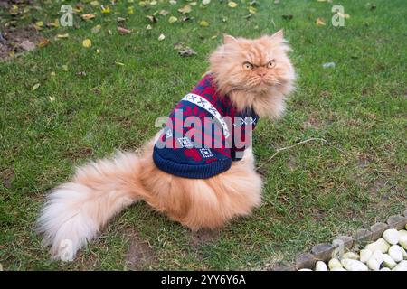 Flauschige Ingwerkatze in festlichem Pullover Stockfoto