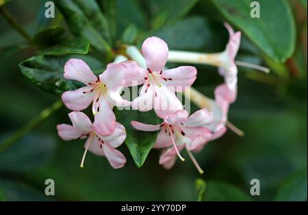 Rhododendron Gossamer White, Rhododendron loranthiflorum, Ericaceae. Papua-Neuguinea. Stockfoto