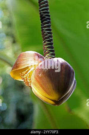 Japanische Banane, alias Hardy Fiber Banana, Japanische Fiber Banana, Japanische Hardy Banana, Musa basjoo, Musaceae. Japan, Asien. Stockfoto