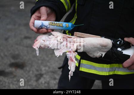 Kurze Tage vor dem Jahreswechsel 2024/25 warnte die Feuerwehr Hamburg vor dem Abbrennen illegaler Pyrotechnik. Bei einer Präsentation auf dem Trainingsgelände in Billbrook am vergangenen Dienstag, zeigen die Brandbekämpfer die schweren Verletzungen, die durch den unsachgemäßen Umgang mit in Deutschland nicht zugelassenem Feuerwerk entstehen können. Denn in der Nacht zum Jahreswechsel wird immer wieder auf sogenannte Polen-Böller zurückgegriffen, die in Deutschland keine Zulassung haben. Die Zulassung von Feuerwerk unterliegt in Deutschland strikten Vorgaben, die im Sprengstoffgesetz geregelt Stockfoto