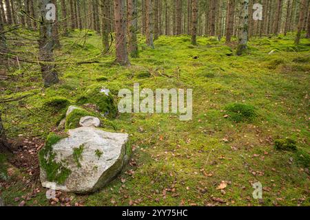 Ein ruhiger Kiefernwald in Hässleholm, Schweden, bietet hoch aufragende Bäume und einen lebhaften Waldboden, der mit üppigem grünem Moos bedeckt ist. Stockfoto