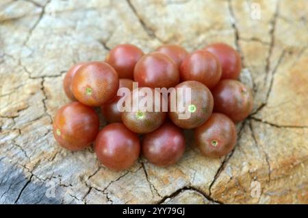 Frisch gepflückte Kirschtomaten auf einem alten Baumstamm als Hintergrund. Das Konzept des Anbaus von Sortentomaten. Stockfoto