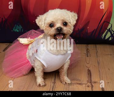 Niedliche weiße Bigon Frise Pudel-Mischung mit einem halloween Kostümporträt Stockfoto