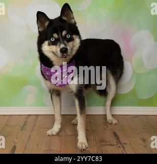 Süßer Husky mit blauen Augen, die aufstehen und ein lila Bandana-Porträt tragen Stockfoto