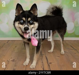 Niedlicher Husky mit blauen Augen, rosa gestreifter Krawatte und hetzendem Porträt Stockfoto