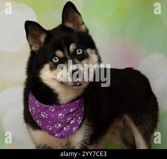 Niedlicher Husky mit blauen Augen und einem lila Bandana-Kopf-Neigungsporträt Stockfoto