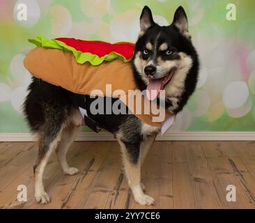 Süßer Husky mit blauen Augen, der ein halloween Hotdog Kostüm Porträt trägt Stockfoto