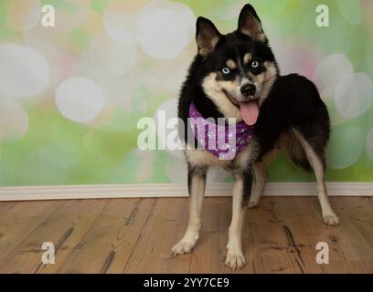 Niedlicher Husky mit blauen Augen und einem lila Kopftuch, das im stehenden Porträt steht Stockfoto