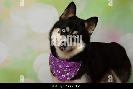 Süßer Husky mit blauen Augen, der ein Bandana-Kopf-Neigeporträt trägt Stockfoto