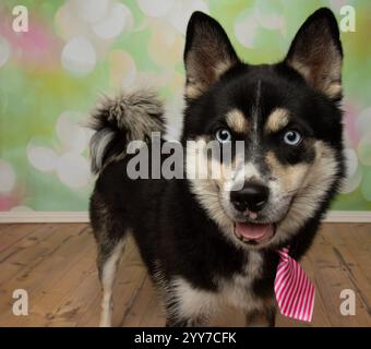 Niedlicher Husky mit blauen Augen und rosa gestreifter Krawatte Stockfoto