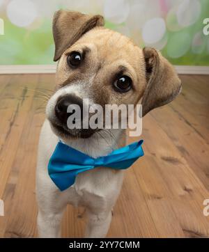 Niedlicher brauner und weißer Jack russell Hündchenkopf neigt Porträt mit blauer Fliege Stockfoto